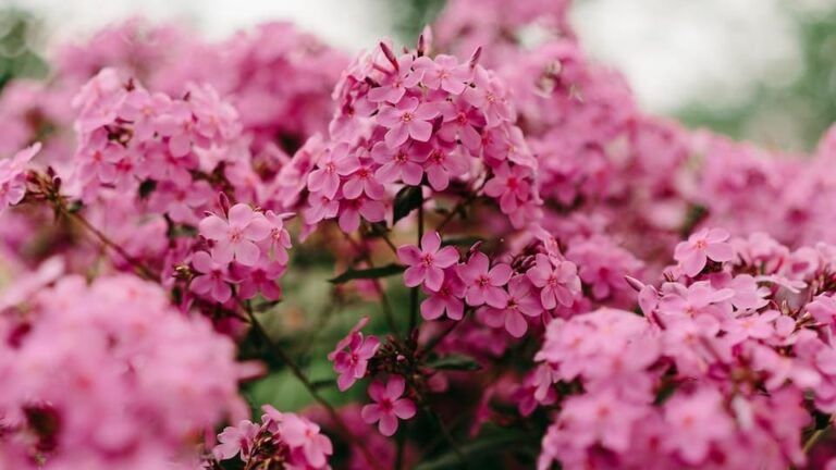 gartenpapst.de-gartentipps13