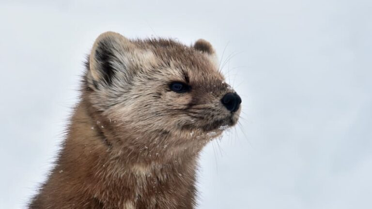 gartenpapst.de-gartentipps14