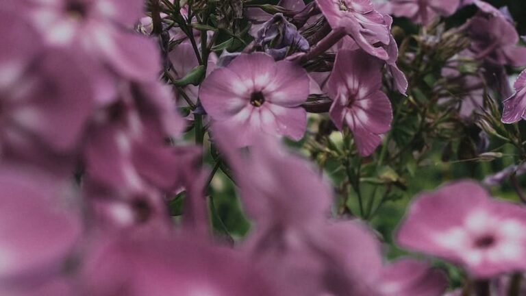 gartenpapst.de-gartentipps29