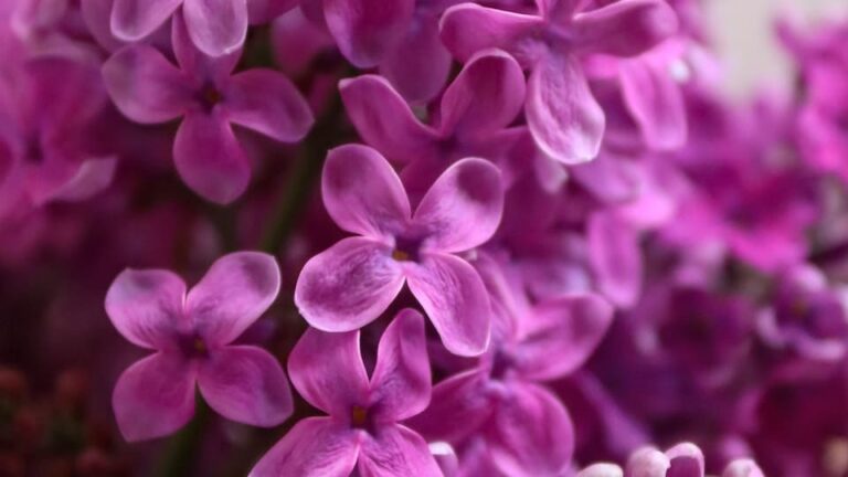 gartenpapst.de-gartentipps3