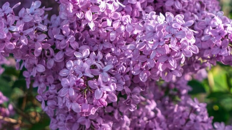 gartenpapst.de-gartentipps30