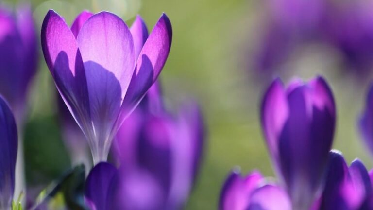 gartenpapst.de-gartentipps34