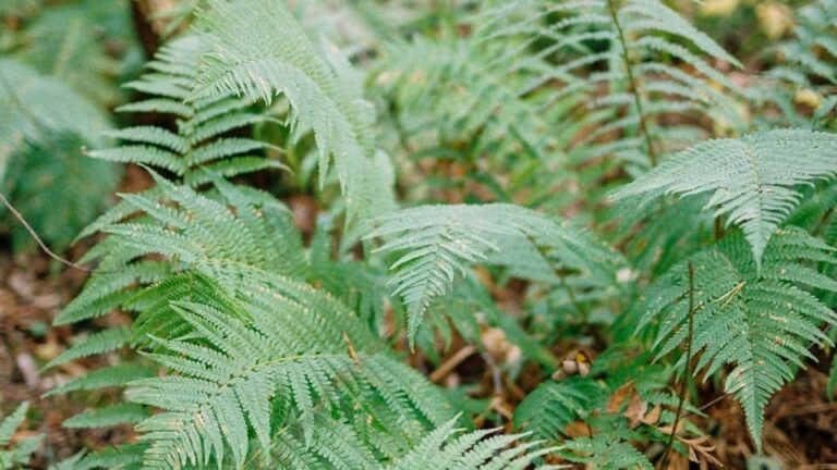 gartenpapst.de-gartentipps51