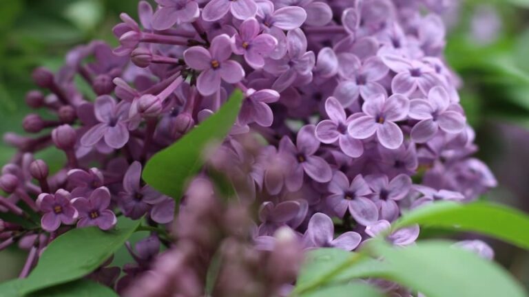 gartenpapst.de-gartentipps52