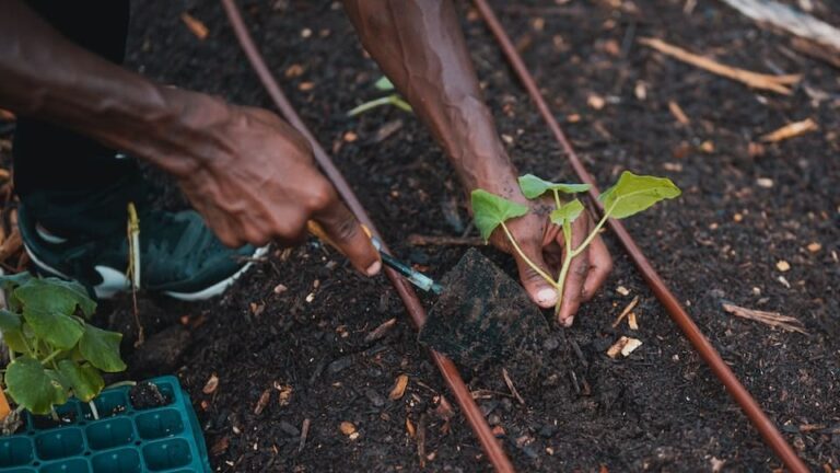 gartenpapst.de-gartentipps55