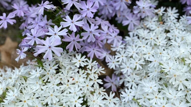 gartenpapst.de-gartentipps60