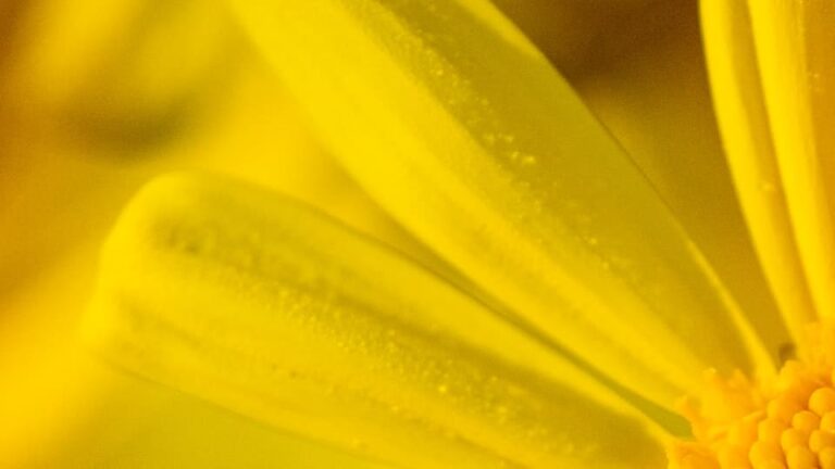 Adonisröschen langlebig, robust und pflegeleicht