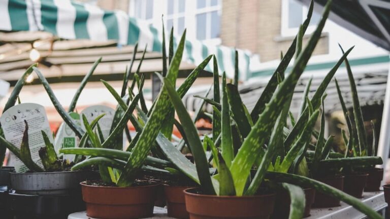 Aloe Vera Wie viel Wasser sollte beim Gießen verwendet werden