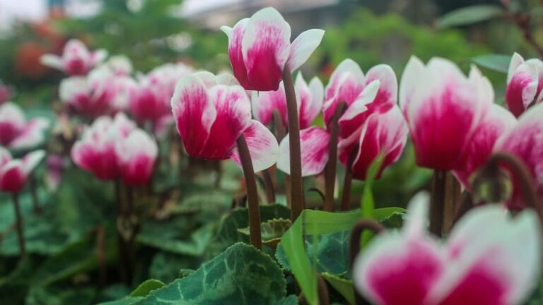 Alpenveilchen Zimmer- und Gartenpflanze in Einem