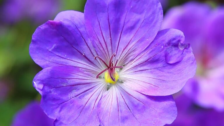 Blaukissen die farbintensive Polsterstaude - nicht nur für Steingärten