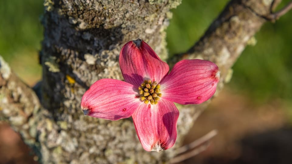 Blumenhartriegel robuster, winterharter Strauch mit üppigen Blüten