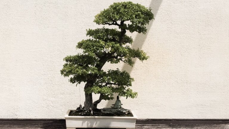 Bonsai-Apfelblaum bülht nur zur Hälfte - das kann helfen