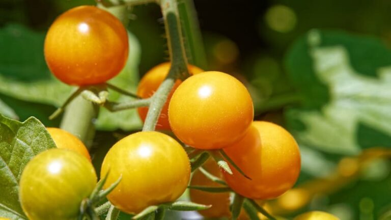 Darf man junge Tomaten mit Kaffeesatz düngen