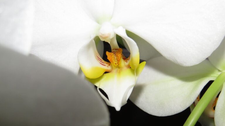 Die 8 besten Pflegetipps für Orchideen als Zimmerpflanze