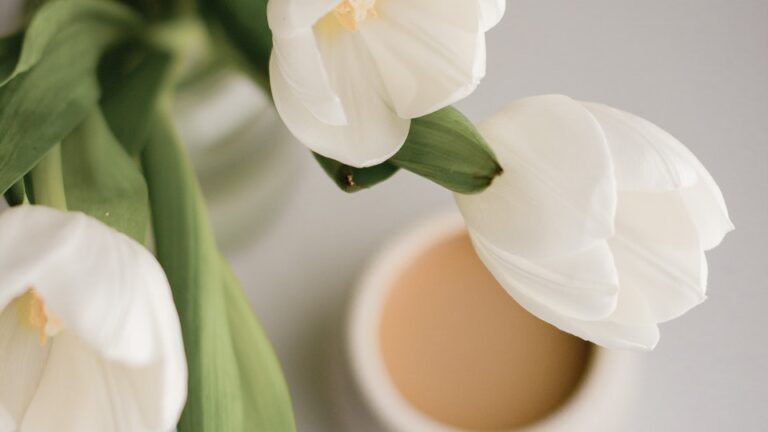 Dolden-Milchstern: Allrounderpflanze für jeden Garten