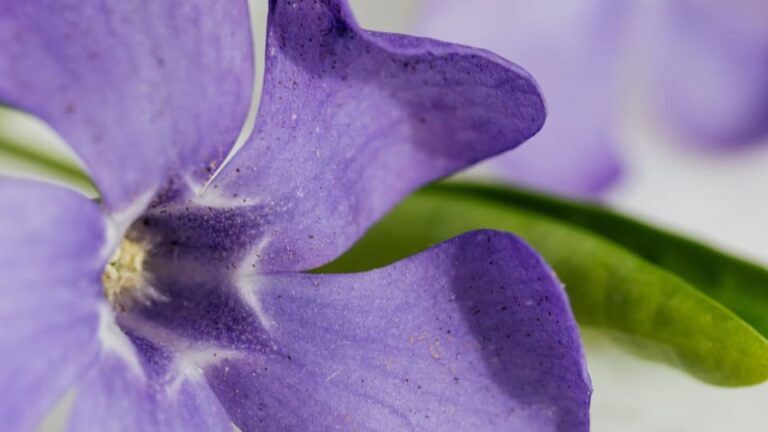 Frühlingssterne hübsche Farbtupfer im Beet