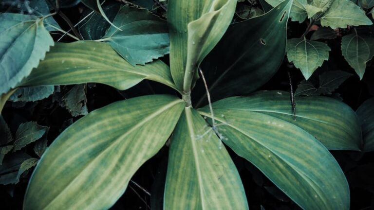 Funkie unverzichtbar für schattige und halbschattige Beete