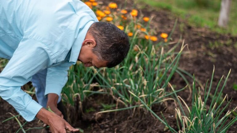 Gartenlaube oder Schrebergarten übernehmen Preis und Leistung