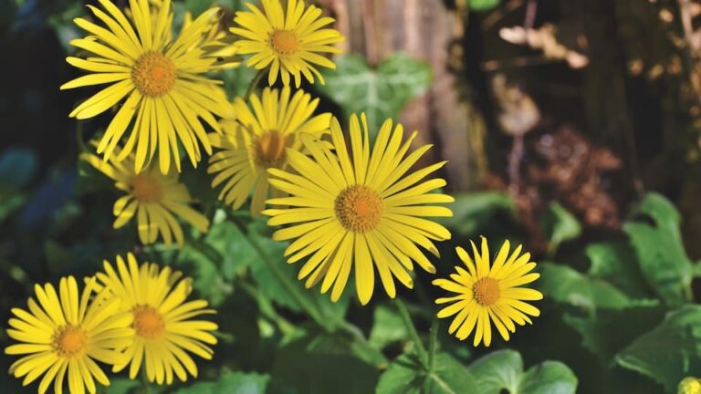 Gemswurz anspruchslos und pflegeleicht - gedeiht prima