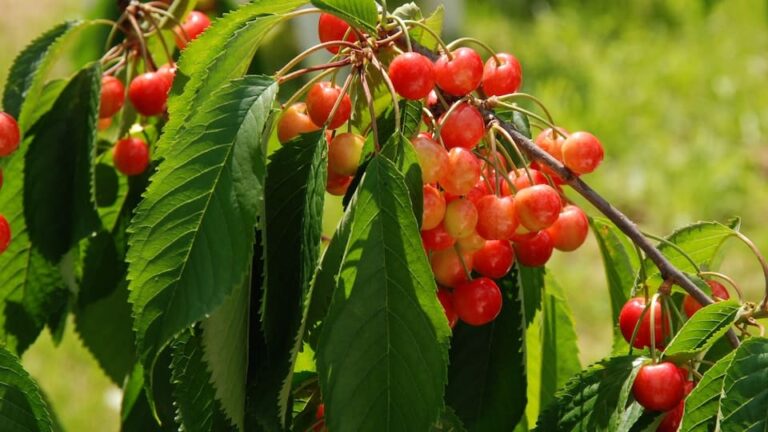 Glaskirsche eine Sauerkirschensorte für Feinschmecker