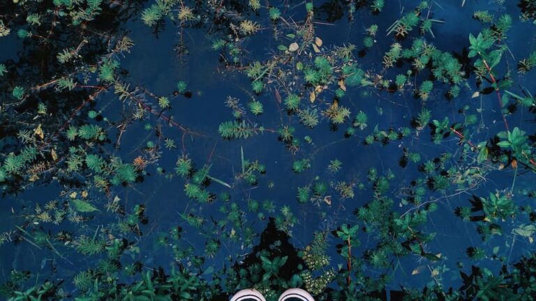 Gründling geselliger Kleinfisch mit hübschen, bläulich schimmernden Flecken, ideal für Gartenteiche