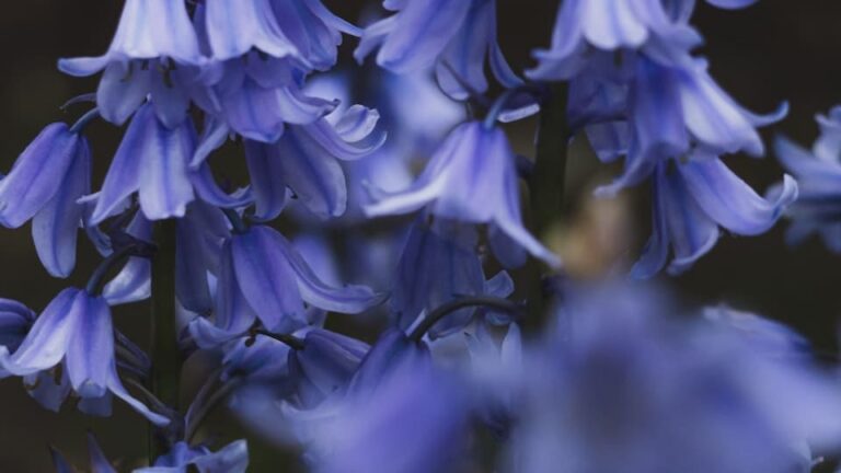 Hasenglöckchen eine wunderschöne Zwiebelblume