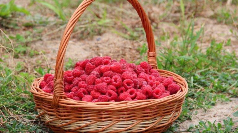 Himbeeren im heimischen Garten anpflanzen