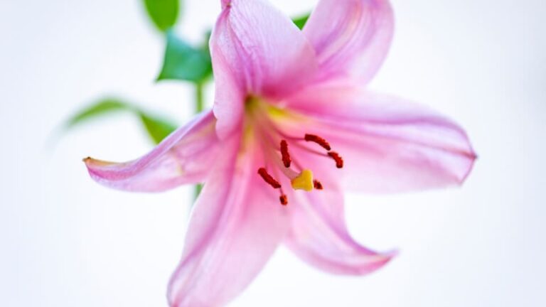 Hundszahnlilie ein interessanter Lückenfüller im Garten