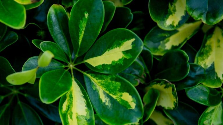 Japan-Spindelstrauch dekorativ, immergrün, für Beeteinfassung und Steingarten