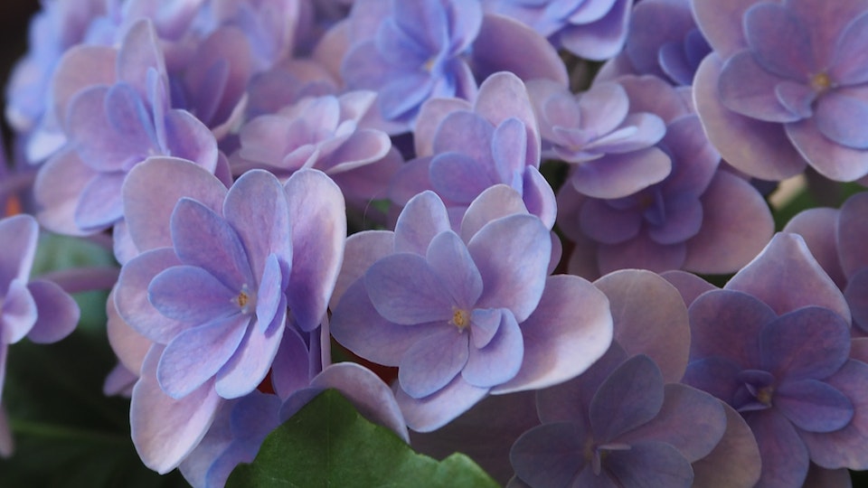 Japanische Hortensie pflegeleichte und umempfindlich - für jeden Garten