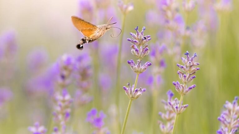 Japanische Lavendelheide immergrün - zartduftende Blütenrispen