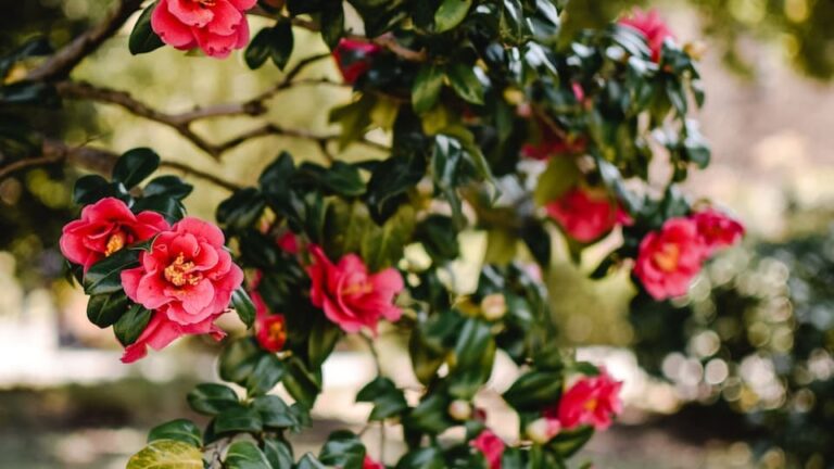 Kamelie edle Blume für halbschattige Plätze