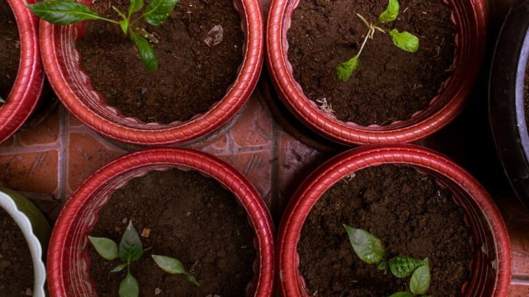 Kann man einen übernässten Keimling auf dem Ofen trocknen