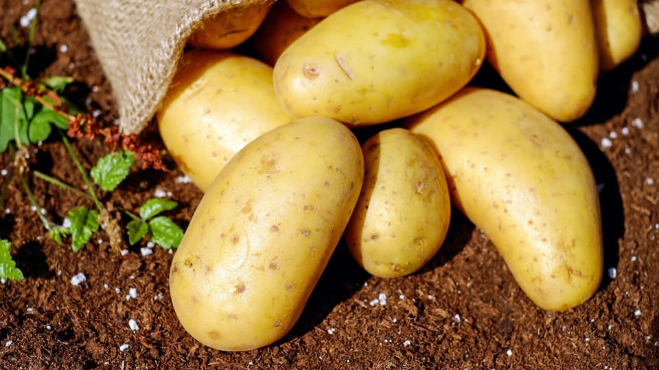 Kartoffeln auf dem Balkon und im Garten anbauen - Tipps