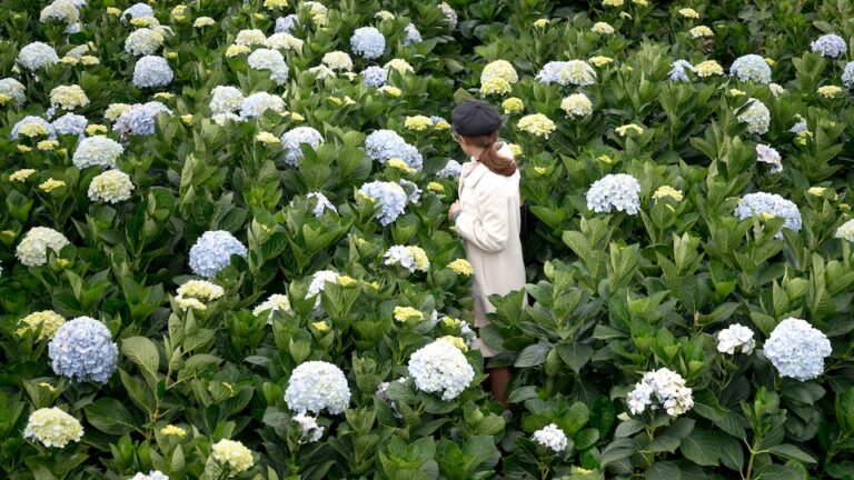 Kletterhortensie perfekt für Fassaden und Wände - eine echte Deko-Pflanze