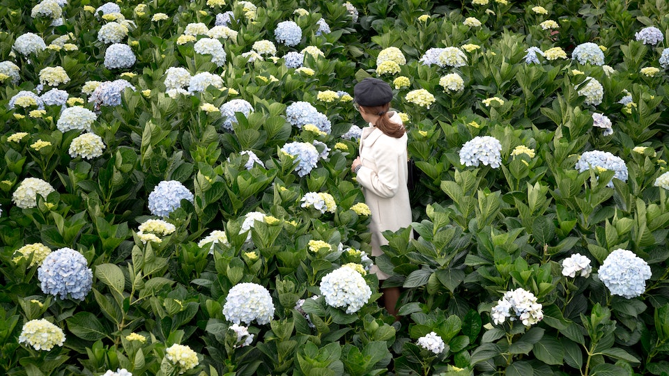 Kletterhortensie perfekt für Fassaden und Wände - eine echte Deko-Pflanze