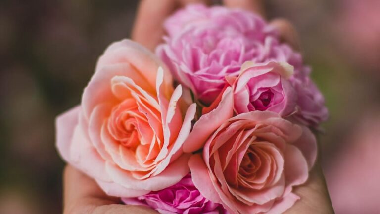 Können frisch gepflanzte Rosen den Frost überstehen