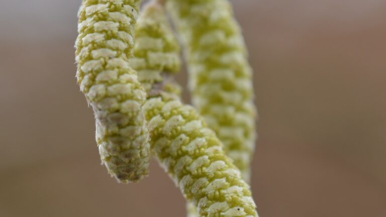 Korkenzieherhasel kleinwüchsige Pflanze und trotzdem ertragreich