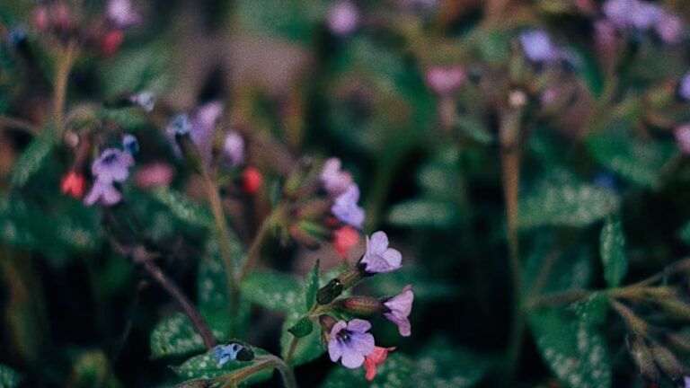 Lungenkraut ein genügsamer, blühender Bodendecker