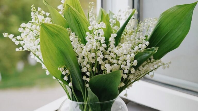 Maiglöckchen: Giftig, Wunderbar Duftend und Malerisch Schön