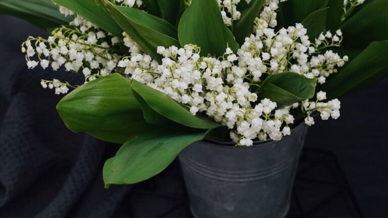 Maiglöckchen schneeweiße, zarte Glöckchen - besonderer Blickfang von Mai bis Juni