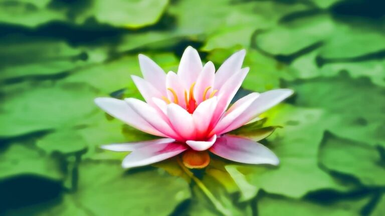 Moderlieschen beliebte, anspruchslose Fische - auch für Miniteiche geeignet