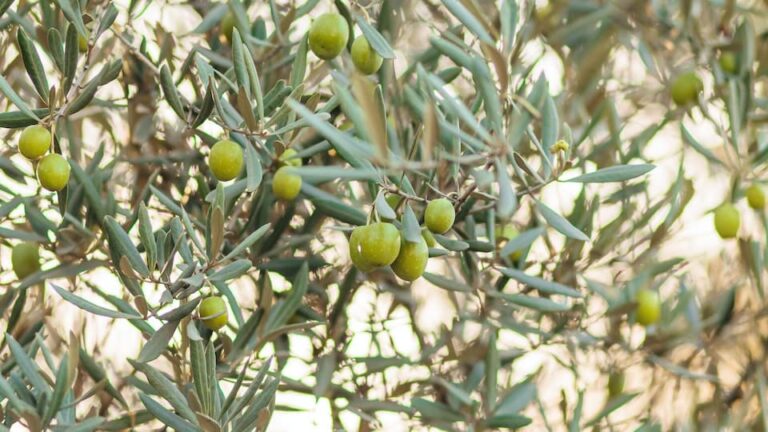 Olivenbäumchen Geduld wird mit Erfolg belohnt