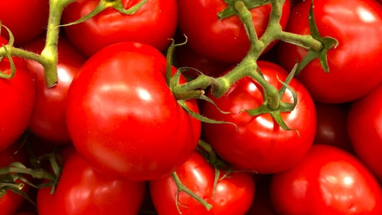 Optimale Beleuchtung für Tomatenpflanzen - das ist zu beachten