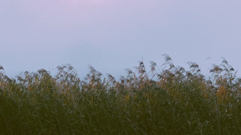 Pampasgras imposante Blütenrispen, die auch in Vasen Blicke auf sich ziehen.
