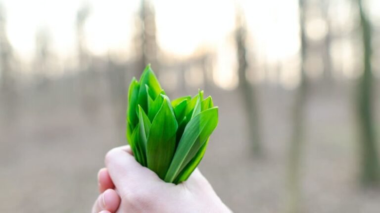 Porree Anbau, Pflanzenpflege, Ernte und Genuss