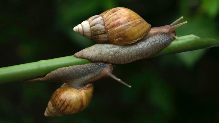 Posthornschnecke und Spitzschlammschnecke Die natürlichen Saugroboter