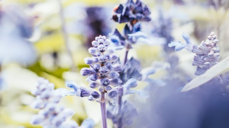 Puschkinie leicht duftend und bienenfreundlich für den Garten