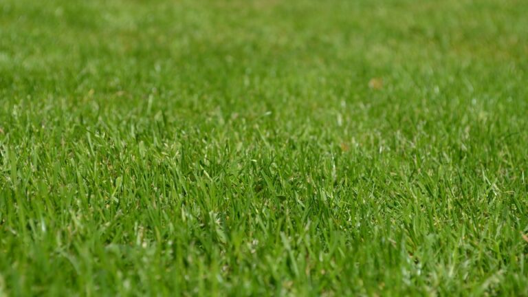 Rasen sähen Besser im Frühjahr oder im Herbst