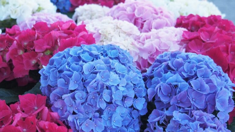 Rispenhortensie - ein großblumiger, hochwachsender Zierstrauch